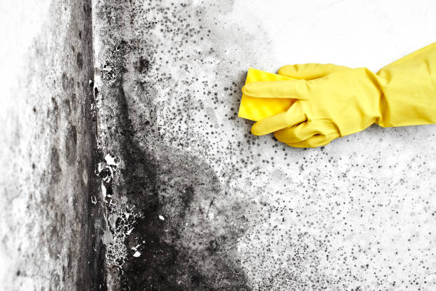 Best Mold Remediation  in Willmar, MN
