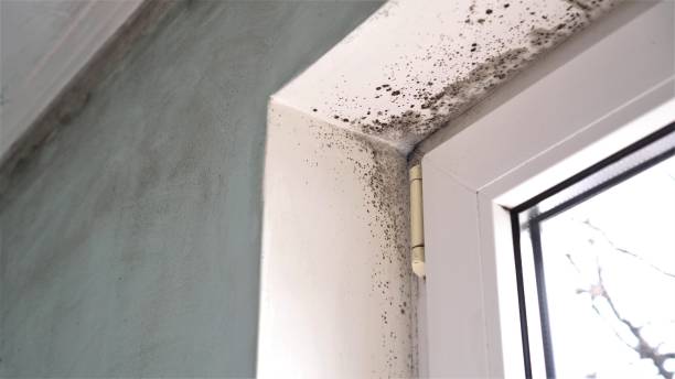 Best Commercial Mold Removal  in Willmar, MN