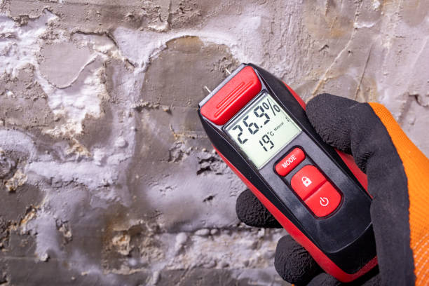 Best Mold Remediation  in Willmar, MN
