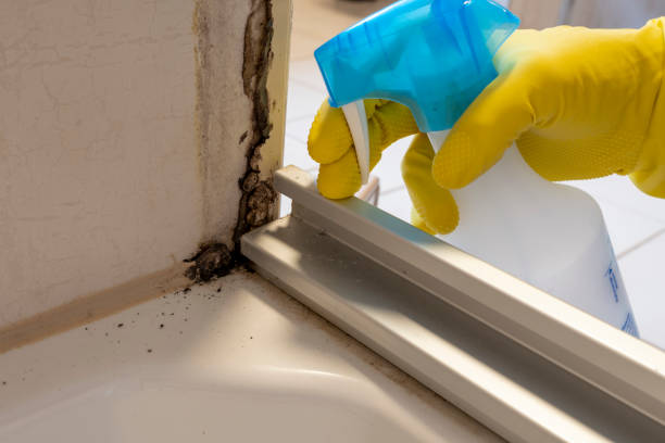 Attic Mold Removal in Willmar, MN