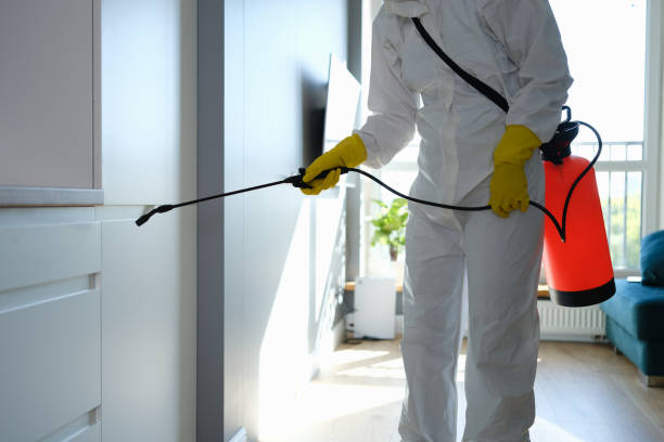 Best Mold Damage Repair  in Willmar, MN