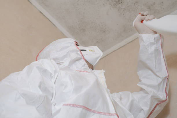 Best Crawl Space Mold Removal  in Willmar, MN